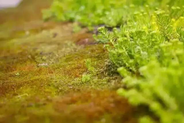 游艇会·yth206(中国)最新官方网站